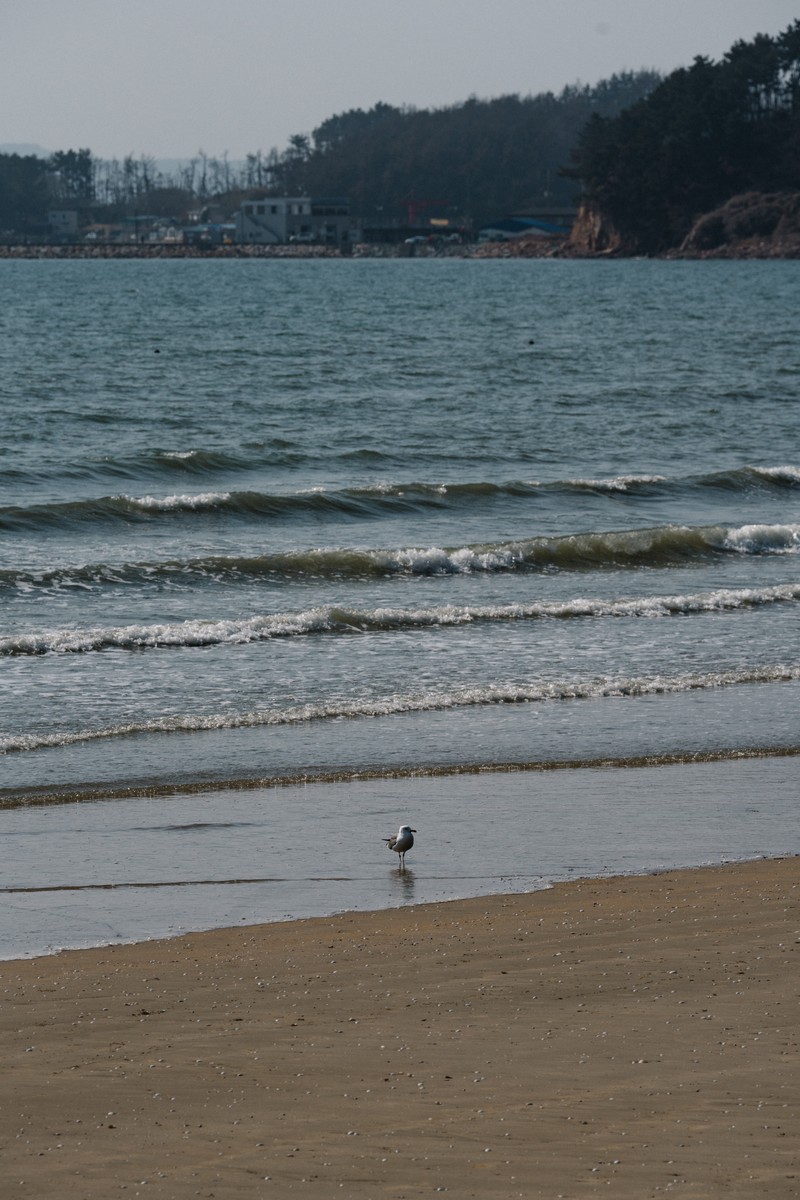 몽산포 오토캠핑장